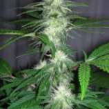 New420Guy Seeds Lavender