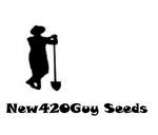 New420Guy Seeds Midnight Cheese