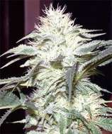 New420Guy Seeds White Widow