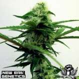 New Era Genetics Lady Lush