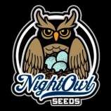 Night Owl Seeds 91 Bananas