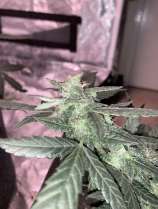 Night Owl Seeds Foot Cheeze Auto