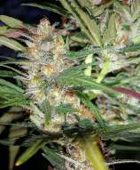 Night Owl Seeds Zamaldelica Express