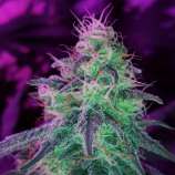 Nirvana Seeds Blackjack