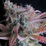 Nirvana Seeds Raspberry Cough