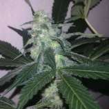 Nirvana Seeds Swiss Cheese Automatic