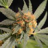 NorStar Genetics Bushman Kush