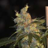 NorStar Genetics Sugar Kiss