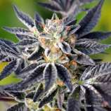 NorStar Genetics The Maestro