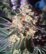 North Genetics Chem K