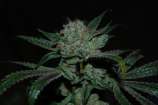 OG Raskal Genetics White Fire Alien