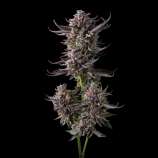 Olympic Seeds Blue Sapphire