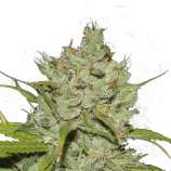 Organic Seeds Automatic Cinderella Jack