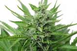 Organic Seeds Automatic Mazar