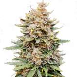 Organic Seeds Automatic O.G. Kush