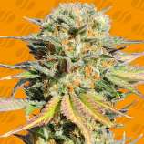 Original Sensible Seeds Bruce Banner #3