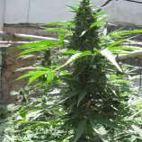 Original Sensible Seeds Cheese Auto