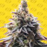 Original Sensible Seeds Grape Soda Auto