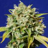 Original Sensible Seeds Sweet Peach Auto CBD