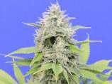 Original Sensible Seeds Zkittzy Gorilla