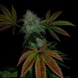 Paisa Grow Seeds Original Zkittlez