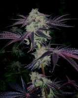 Paisa Grow Seeds Tangelato