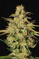 Paradise Seeds Jacky White