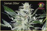 Paradise Seeds Sensi Star