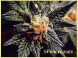 Paradise Seeds Sheherazade