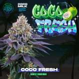 Perfect Tree Coco Fresh