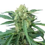 PEV Seeds Bank Black Mamba Auto