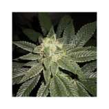 PEV Seeds Bank Piensa En Candy Kush