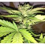 PEV Seeds Bank Piensa En Moby Dick Auto