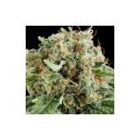 PEV Seeds Bank Piensa en White Siberian