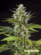 Philosopher Seeds Early Gorilla