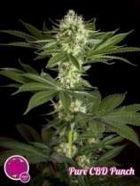 Philosopher Seeds Pure CBD Punch