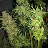 Pillopaus Genetics TR-727