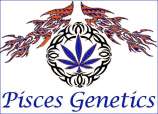 Pisces Genetics Chemical Kush