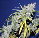 Pisces Genetics Colombian D