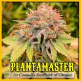 Plantamaster Seeds Iron Curtain Auto