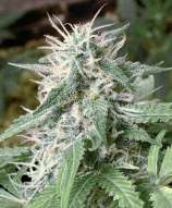 Pukka Seeds Big Bud Afghani