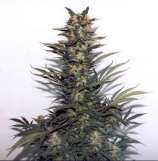 Pukka Seeds Gian Haze