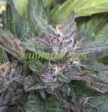 Purple Caper Seeds Grandaddy OG