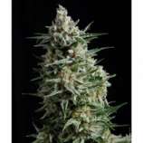 Pyramid Seeds Auto Anesthesia