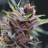 Pyramid Seeds Black Cherry Punch