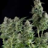 Pyramid Seeds Northern Lights CBD