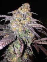 Quebec Cannabis Seeds M 39 Granddaddy