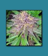 Quest Genetics Triple Purple Doja