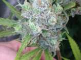 ROC Seeds Nycd Rom x 89 Skunk