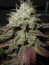 Rare Dankness Seeds Afghan Blue